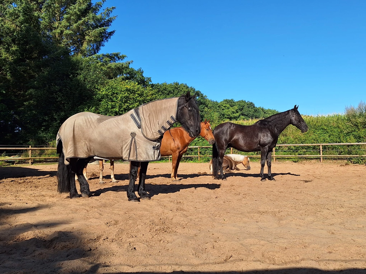 Hof ShaBaLi - Pferdehof - Pferde