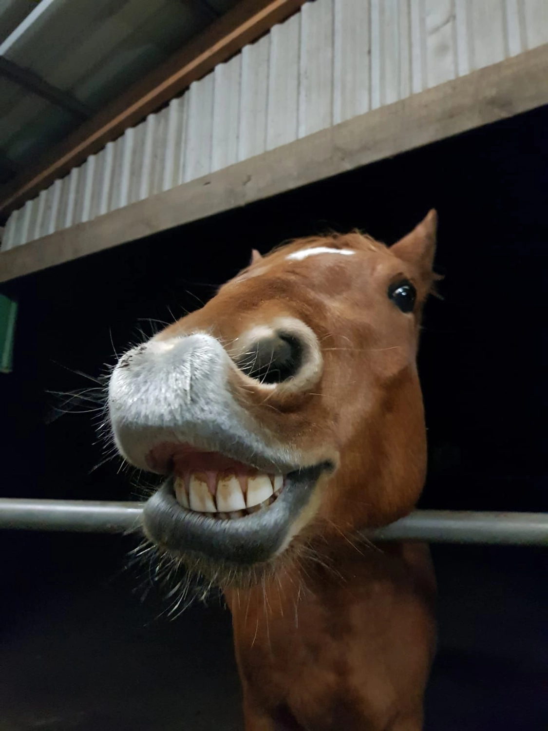 Hof ShaBaLi - Pferdehof - Pferde